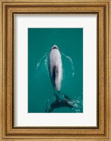 Hector's dolphin, Akaroa Harbour, New Zealand Fine Art Print