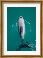 Hector's dolphin, Akaroa Harbour, New Zealand Fine Art Print