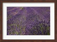 Lavender Farm, near Cromwell, Central Otago, South Island, New Zealand (horizontal) Fine Art Print