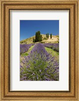 Lavender Farm, near Cromwell, Central Otago, South Island, New Zealand (vertical) Fine Art Print