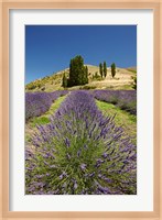 Lavender Farm, near Cromwell, Central Otago, South Island, New Zealand (vertical) Fine Art Print