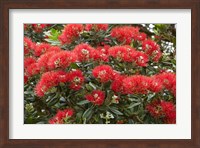 Native Pohutukawa flowers, Bay of Islands, New Zealand Fine Art Print