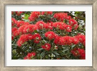 Native Pohutukawa flowers, Bay of Islands, New Zealand Fine Art Print
