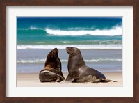 New Zealand, South Island, Hooker's Sea Lion Fine Art Print