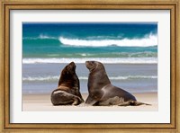 New Zealand, South Island, Hooker's Sea Lion Fine Art Print