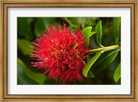 Pohutukawa Flower, Dunedin, South Island, New Zealand Fine Art Print
