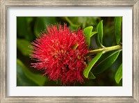 Pohutukawa Flower, Dunedin, South Island, New Zealand Fine Art Print