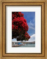 Pohutukawa tree and Akaroa Harbour, Akaroa, Banks Peninsula, Canterbury, South Island, New Zealand Fine Art Print