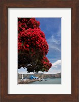 Pohutukawa tree and Akaroa Harbour, Akaroa, Banks Peninsula, Canterbury, South Island, New Zealand Fine Art Print