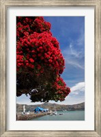 Pohutukawa tree and Akaroa Harbour, Akaroa, Banks Peninsula, Canterbury, South Island, New Zealand Fine Art Print