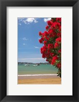 Pohutukawa tree, beach, Paihia, North Island, New Zealand Fine Art Print