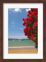 Pohutukawa tree, beach, Paihia, North Island, New Zealand Fine Art Print