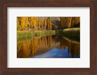 Poplar trees in Autumn, Bannockburn, Cromwell, Central Otago, South Island, New Zealand Fine Art Print