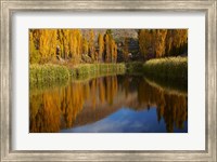 Poplar trees in Autumn, Bannockburn, Cromwell, Central Otago, South Island, New Zealand Fine Art Print