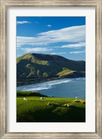 Sheep grazing near Allans Beach, Dunedin, Otago, New Zealand Fine Art Print