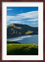Sheep grazing near Allans Beach, Dunedin, Otago, New Zealand Fine Art Print
