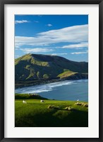 Sheep grazing near Allans Beach, Dunedin, Otago, New Zealand Framed Print