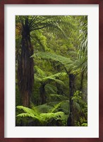 Tree ferns, Manginangina Kauri Walk, Puketi Forest, near Kerikeri, North Island, New Zealand Fine Art Print