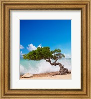 Divi Divi Tree, Eagle Beach, Aruba, Caribbean Fine Art Print