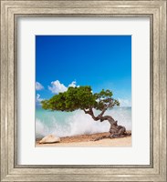 Divi Divi Tree, Eagle Beach, Aruba, Caribbean Fine Art Print