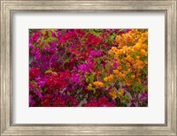 Bougainvillea flowers, Princess Cays, Eleuthera, Bahamas Fine Art Print