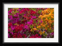 Bougainvillea flowers, Princess Cays, Eleuthera, Bahamas Fine Art Print