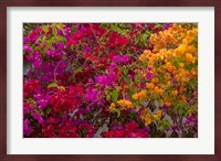 Bougainvillea flowers, Princess Cays, Eleuthera, Bahamas Fine Art Print