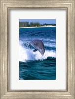 Dolphin Jumping, Grand Bahama, Bahamas Fine Art Print