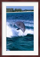 Dolphin Jumping, Grand Bahama, Bahamas Fine Art Print