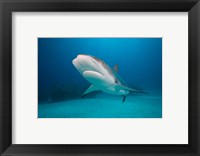 Bahamas, Freeport, Caribbean Reef Shark swimming Fine Art Print
