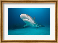 Bahamas, Freeport, Caribbean Reef Shark swimming Fine Art Print