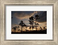 Bahamas, Lucaya NP, Setting sun on Caribbean Pine Trees Fine Art Print