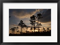 Bahamas, Lucaya NP, Setting sun on Caribbean Pine Trees Fine Art Print