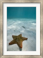 Bahamas, Marine Life, Sea star, Golden Rock Beach Fine Art Print
