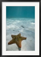 Bahamas, Marine Life, Sea star, Golden Rock Beach Fine Art Print