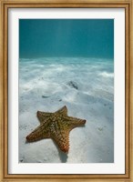 Bahamas, Marine Life, Sea star, Golden Rock Beach Fine Art Print