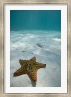 Bahamas, Marine Life, Sea star, Golden Rock Beach Fine Art Print