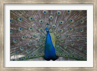Bahamas, Nassau, Indian Peacock patterns Fine Art Print