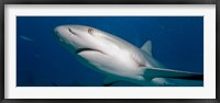 Bahamas, New Providence Island, Caribbean Reef Sharks Fine Art Print