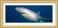 Bahamas, New Providence Island, Caribbean Reef Sharks Fine Art Print