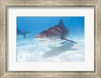 Tiger Sharks, Northern Bahamas Fine Art Print
