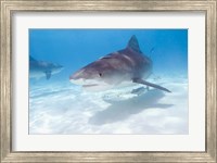 Tiger Sharks, Northern Bahamas Fine Art Print
