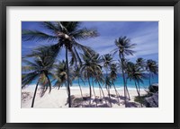 Palm Trees on St Philip, Barbados, Caribbean Fine Art Print