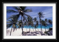 Palm Trees on St Philip, Barbados, Caribbean Fine Art Print