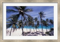 Palm Trees on St Philip, Barbados, Caribbean Fine Art Print
