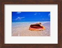 Conch at Water's Edge, Pristine Beach on Out Island, Bahamas Fine Art Print