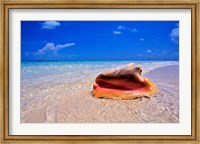 Conch at Water's Edge, Pristine Beach on Out Island, Bahamas Fine Art Print