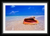 Conch at Water's Edge, Pristine Beach on Out Island, Bahamas Fine Art Print