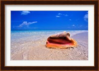 Conch at Water's Edge, Pristine Beach on Out Island, Bahamas Fine Art Print