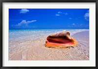 Conch at Water's Edge, Pristine Beach on Out Island, Bahamas Framed Print